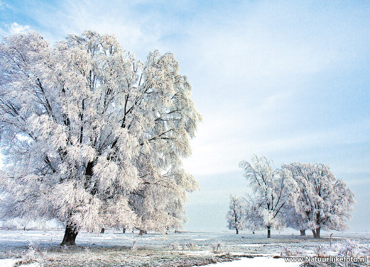 Winter in Lauwersmeer Postkarte (0216)