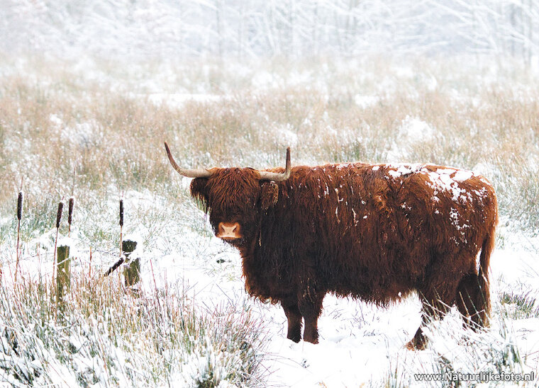 Scottische Hochlandrind Postkarte (0228)