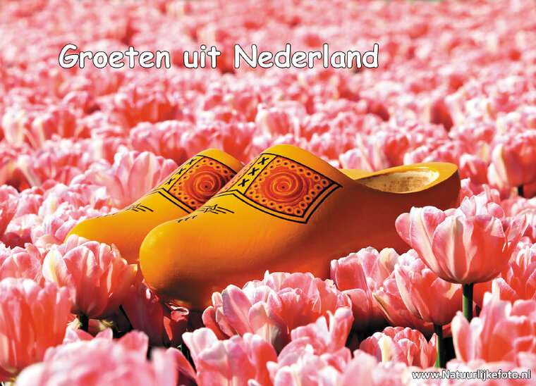 Holzschuhe im rosa Tulpenfeld Postkarte (0243)