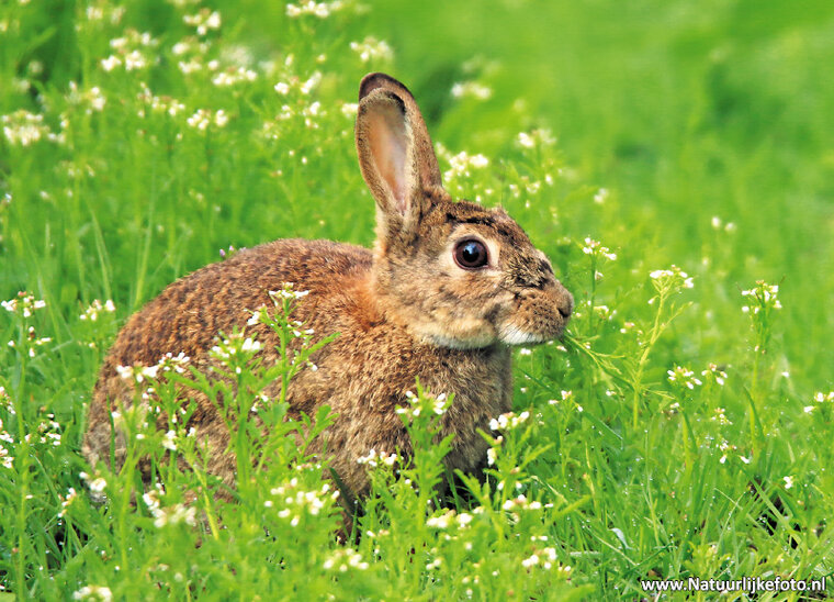 Postkarte Wildkaninchen (0250)