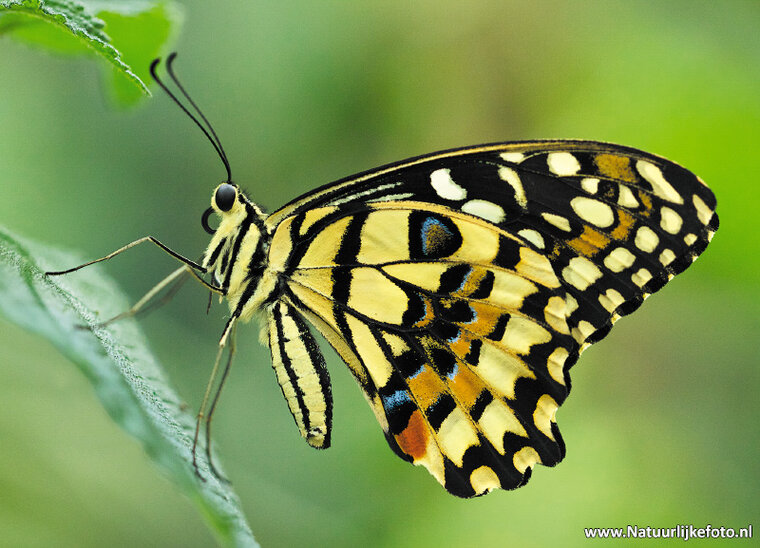 Lemon Schmetterling Postkarte (0270)