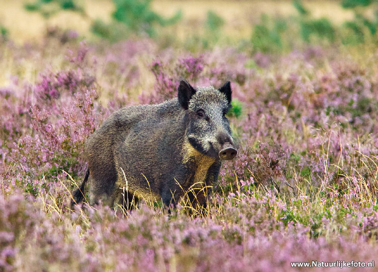 Wildschwein Postkarte (0279)