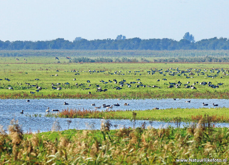 Oostvaardersplassen Postkarte (0282)