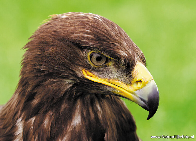 Steinadler Postkarte (0285)