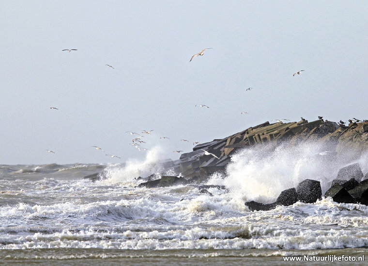 Strand in IJmuiden Postkarte (0293)