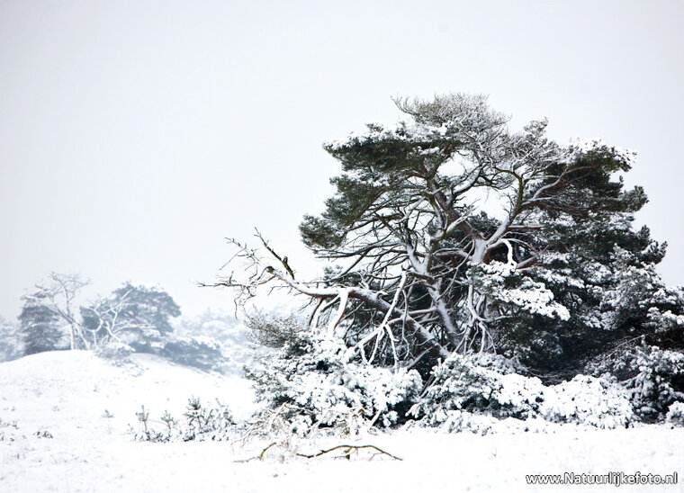 Winter auf der Veluwe Postkarte (0140)