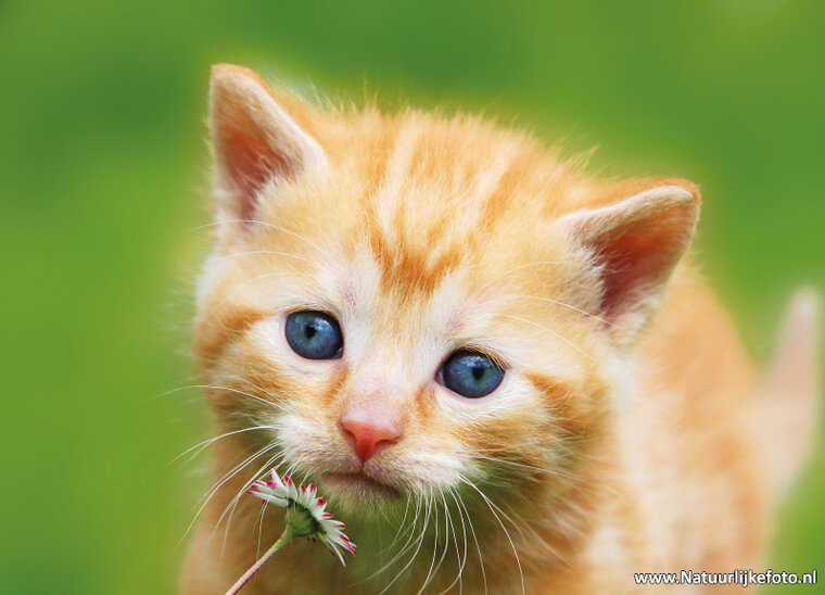 Katze mit Gänseblümchen Postkarte (0141)
