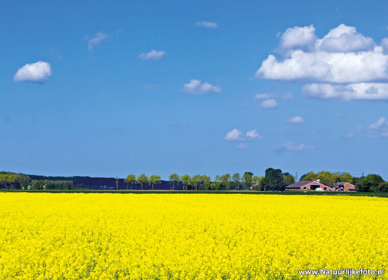 Rapsfelder Postkarte (0147)