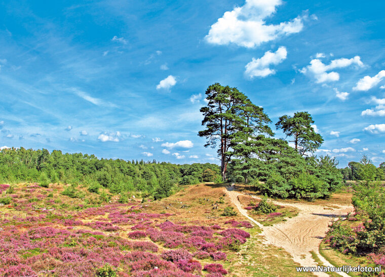 Heide bei Bakkeveen Postkarte (0148)