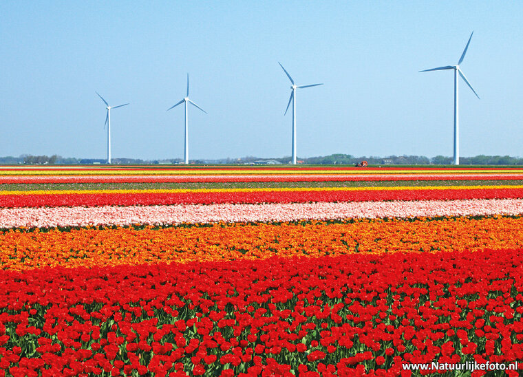 Tulpe mit WindmĂĽhlen Postkarte (0158)