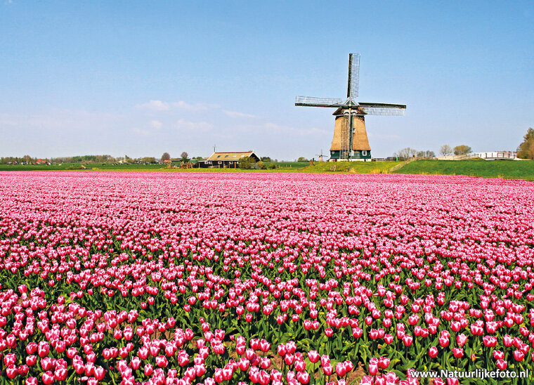 MĂĽhle mit Tulpe Postkarte (0159)
