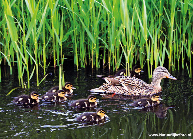 Ente mit EntenkĂĽken Postkarte (0162)