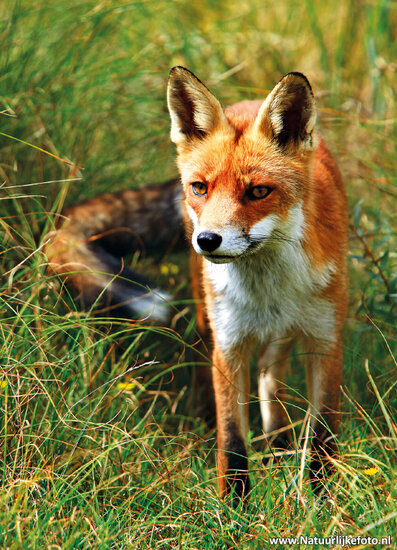 Postkarte Fuchs (0187)