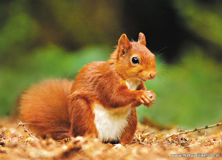 Eichhörnchen Postkarte (0192)