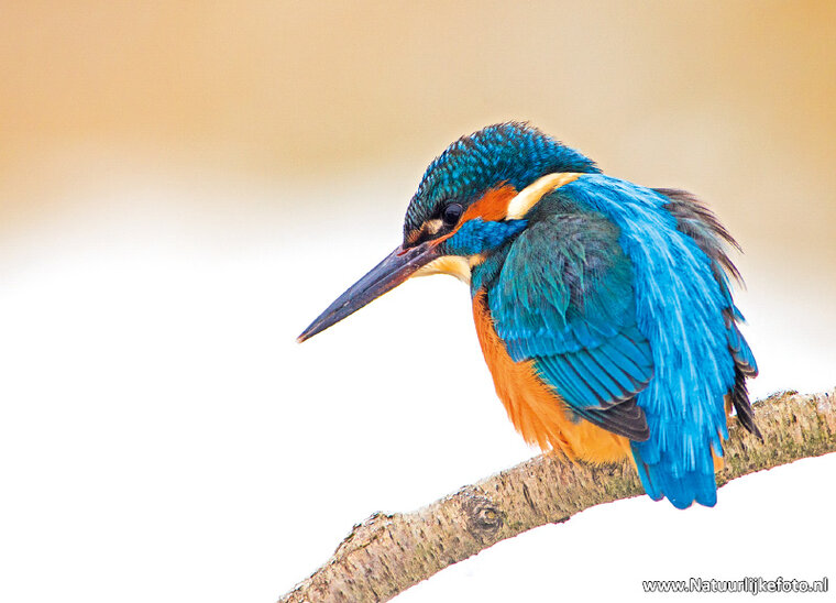 Eisvogel Postkarte (0198)
