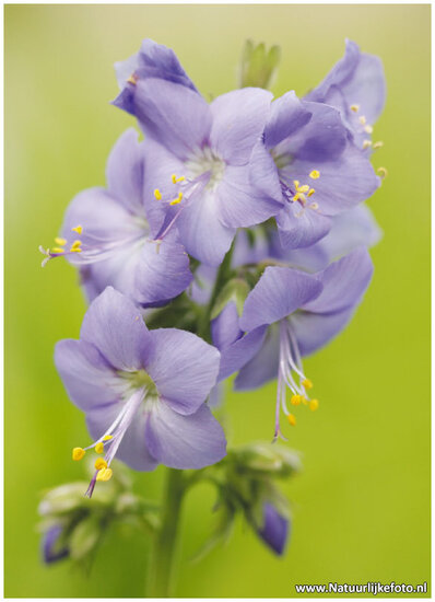 Blumen Postkarte - Jacobs Ladder (0003)