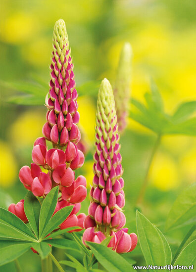 Lupine Postkarte (0009)