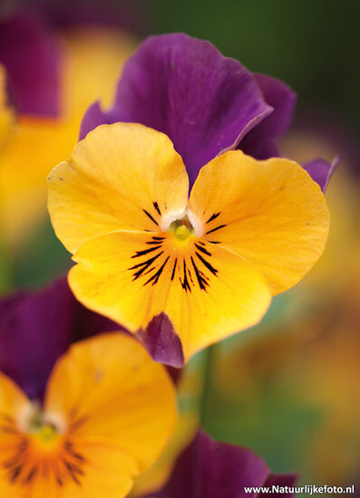 Veilchen Blumen Postkarte (0015)