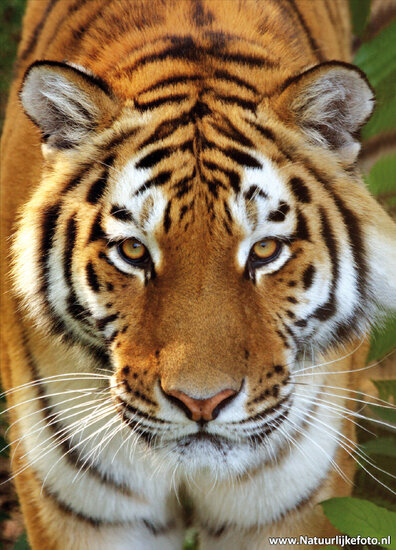 Sibirische Tiger Postkarte (0039)