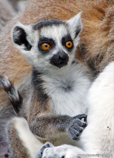 Ring tailed Lemur Postkarte (0040)