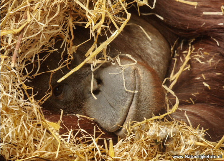 Orang Utan Postkarte (0042)