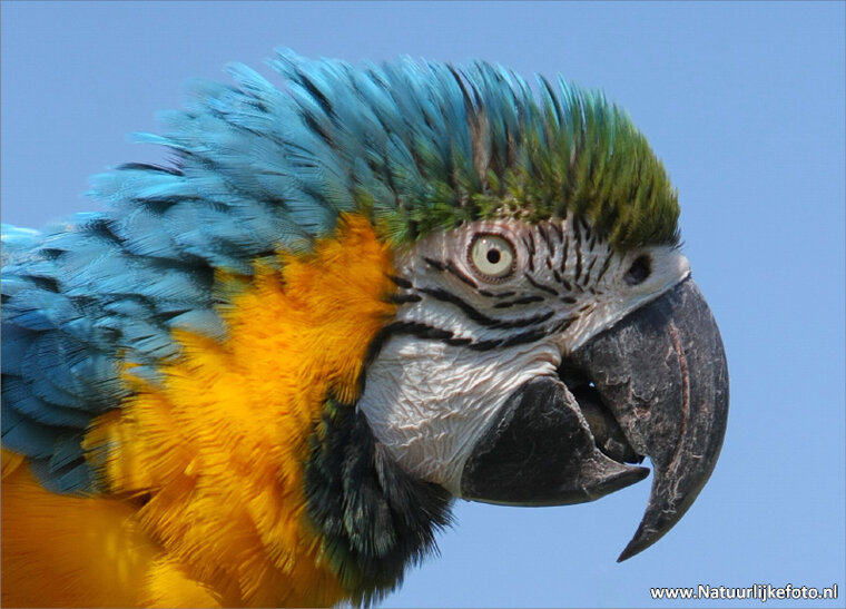 Blau und Gold Macaw Postkarte (0054)