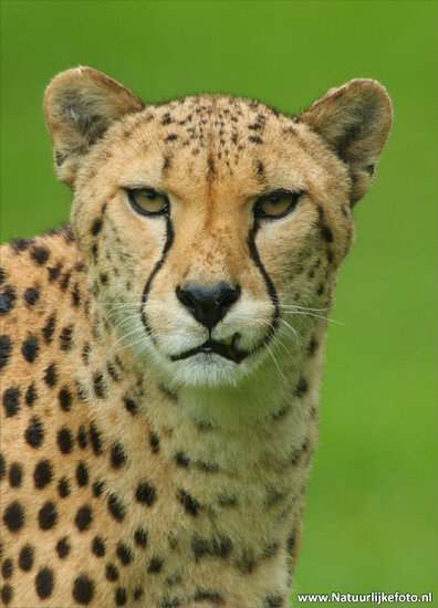 Gepard Postkarte (0055)