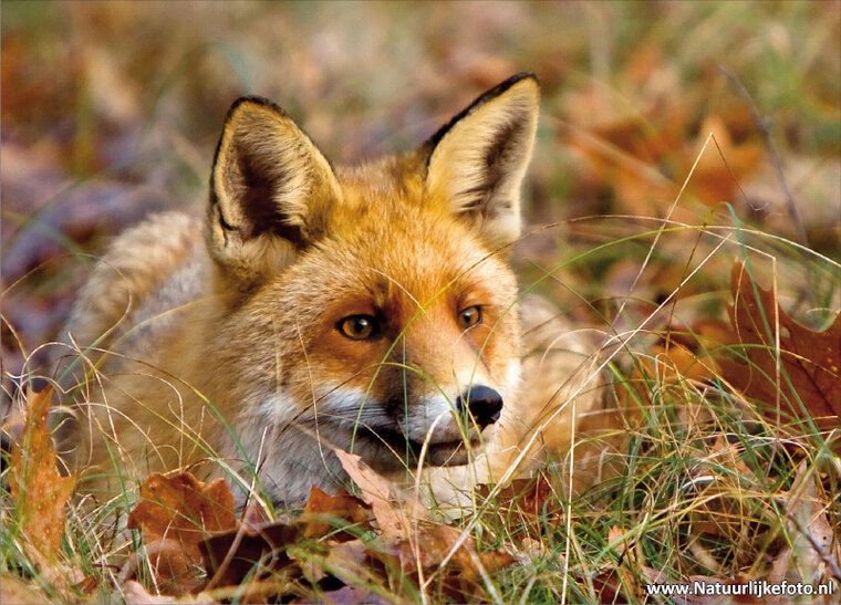 Fuchs Postkarte (0062)