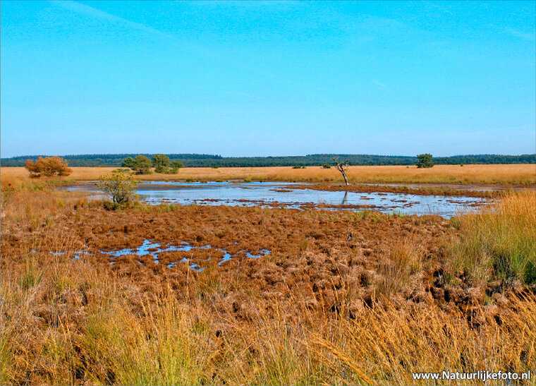 Landschaft auf der Veluwe Postkarte (0065)