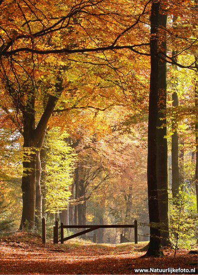 Herbst lane Postkarte (0070)