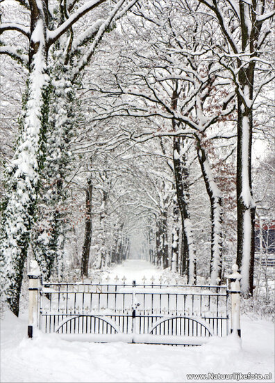 Winter Lane mit Zaun Postkarte (0083)
