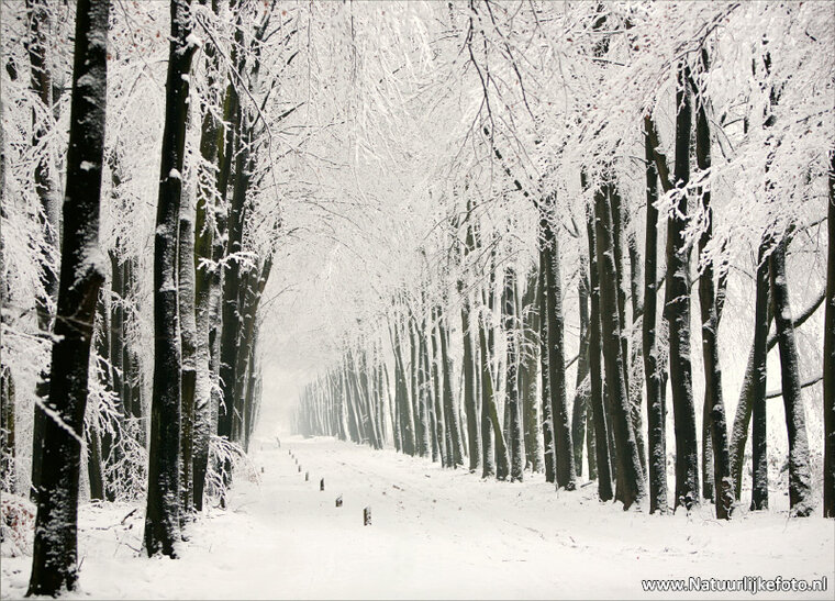 Winter lane auf der Veluwe Postkarte (0085)
