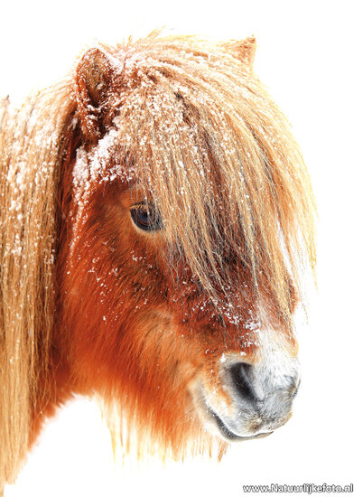 Shetland pony im Winter Postkarte (0095)
