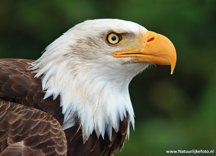 Weisskopfseeadler Postkarte (0098)
