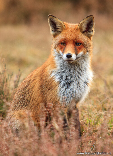 Postkarte Fuchs (0888)