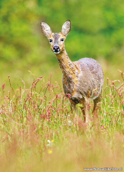 Postkarte Reh (0890)