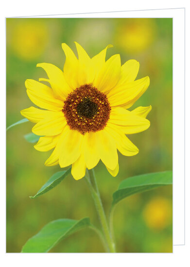 GruĂźkarte ohne Text - Sonnenblume - Doppelkarte mit Umschlag (T014)