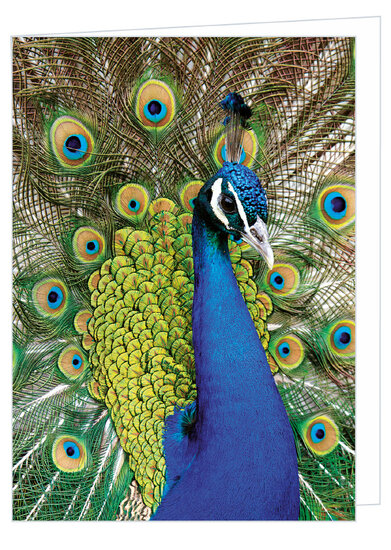 Blanko GruĂźkarte Pfau - leere Karte mit Umschlag (W022)
