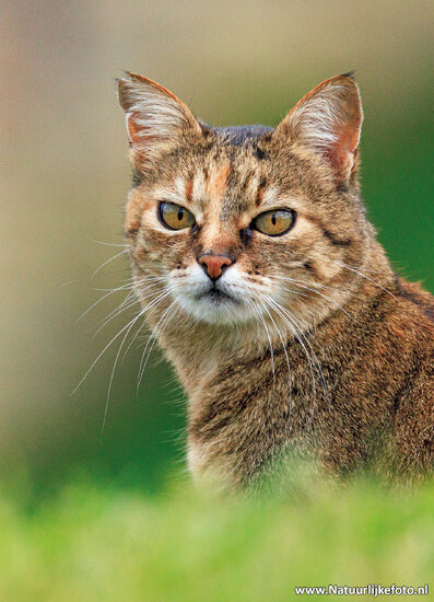 Katze Postkarte (0899)