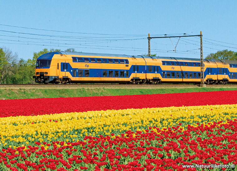 Postkarte NS Zug mit Tulpen (0904)
