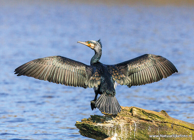 Postkarte Kormoran