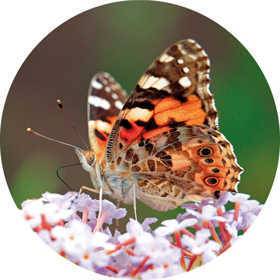 Verschlussaufkleber Schmetterling | 10x Schmetterling (SZ09)