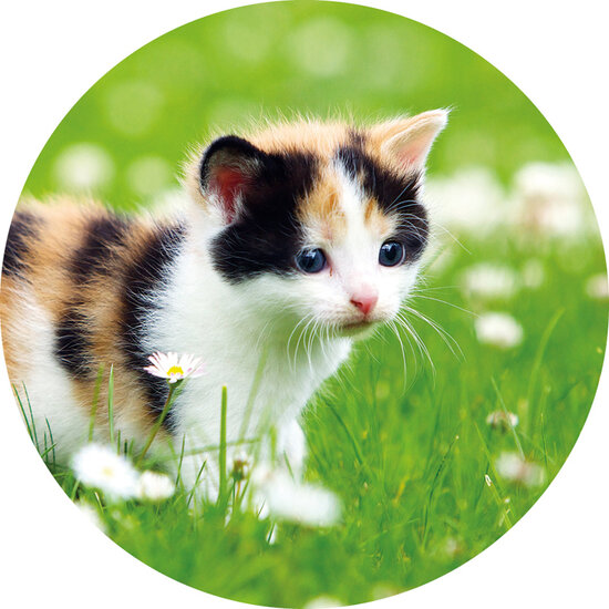 Verschlussaufkleber Katze | 10x Katze (SZ10)