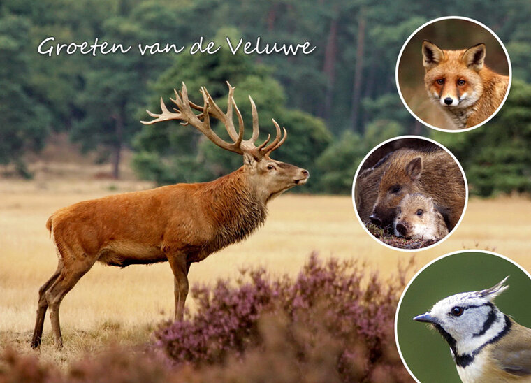 Postkarte Tiere auf der Veluwe (VE002)