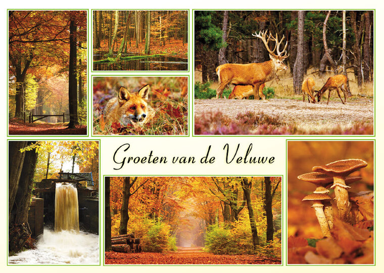 Postkarte Herbst auf der Veluwe (VE006)