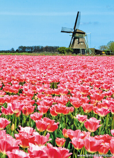 Postkarten Nord-Holland