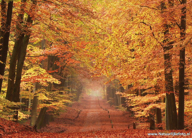 Herbst Postkarten Set - 15 Postkarten mit Herbstmotive (nr. 020)