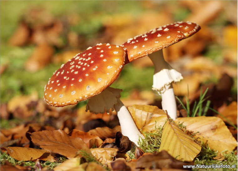 Herbst Postkarten Set - 15 Postkarten mit Herbstmotive (nr. 020)
