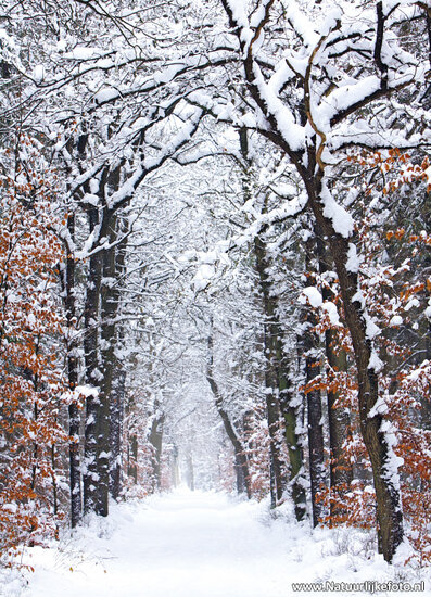 Postkarten Set Winter - 21 Postkarten mit Wintermotive (nr. 46)