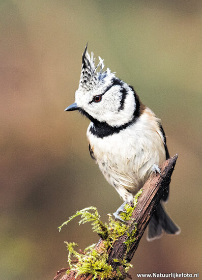 Waldvögel Postkarten Set - 12 Postkarten mit Vogelmotive (set nr. 60)